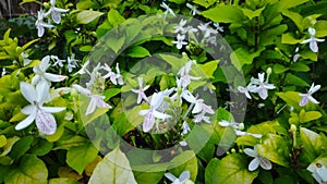 Close up ofÃÂ  White Purple Flowers of Carruthers falseface or Pseuderanthemum carruthersii FlowersÃÂ  photo